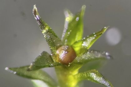 Šis augalas gali pakeisti žmonijos ateitį už Žemės ribų. Nepatikėsite, kas tai. Nuotrauka priklauso: scientificamerican.com