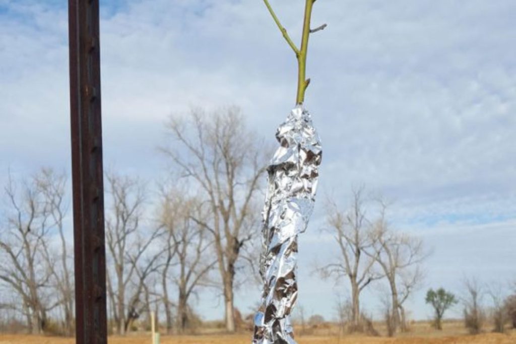 Aliuminio folijos triukas, kuris gali išgelbėti jūsų vaismedžius: jei dar nespėjote – veikite dabar. Kaip apvynioti kamieną folija