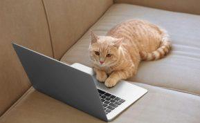 Ar jūsų augintinis genijus? Ekspertai atskleidė, kaip pasireiškia kačių intelektas ir kaip jį patikrinti namuose