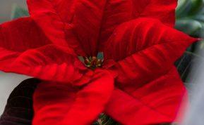 Ar perkate kalėdinius augalus? Jie gali būti nuodingi jūsų katei