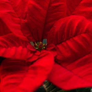 Ar perkate kalėdinius augalus? Jie gali būti nuodingi jūsų katei