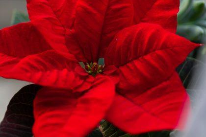 Ar perkate kalėdinius augalus? Jie gali būti nuodingi jūsų katei