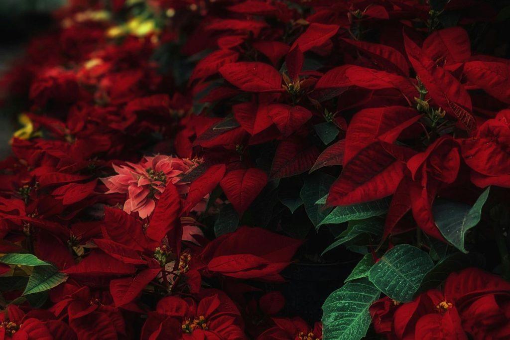 Ar perkate kalėdinius augalus? Jie gali būti nuodingi jūsų katei. Katėms pavojingi augalai