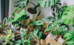 Ar vanduo su cukrumi iš tiesų naudingas jūsų kambarinėms gėlėms ir daigams? Išsklaidykime mitus!