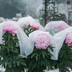 Kaip apsaugoti bijūnus nuo šalnų: svarbūs patarimai pavasario žydėjimui