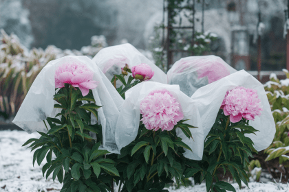Kaip apsaugoti bijūnus nuo šalnų: svarbūs patarimai pavasario žydėjimui