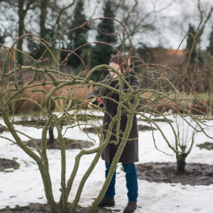 Vaismedžių genėjimas gruodį: kokius augalus galima kirpti metų pabaigoje