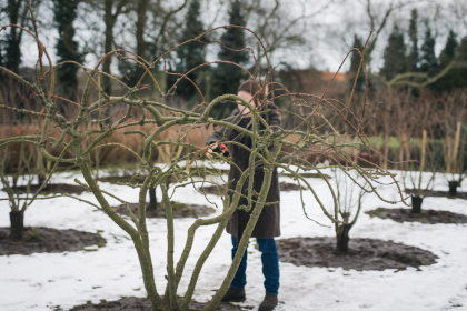 Vaismedžių genėjimas gruodį: kokius augalus galima kirpti metų pabaigoje