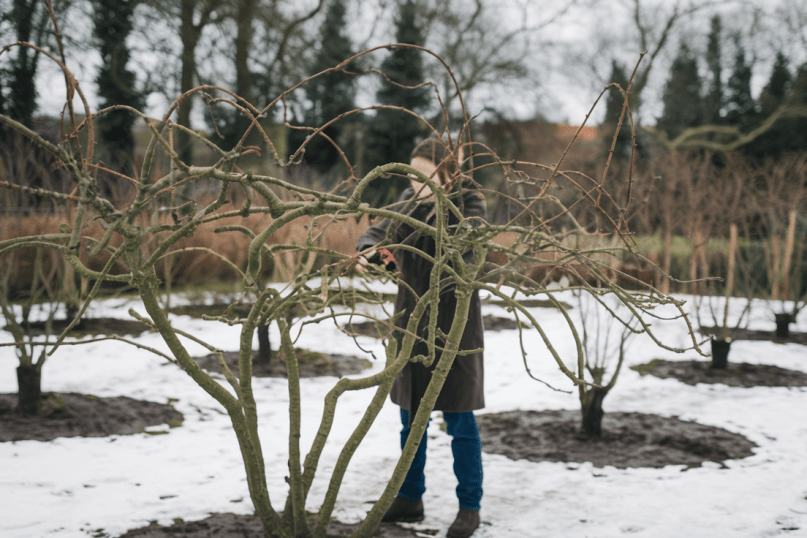 Vaismedžių genėjimas gruodį: kokius augalus galima kirpti metų pabaigoje