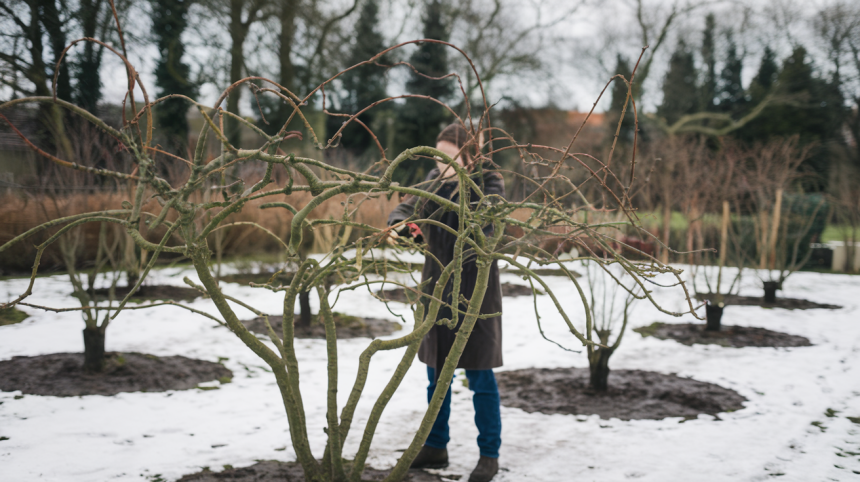 Vaismedžių genėjimas gruodį: kokius augalus galima kirpti metų pabaigoje
