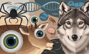 Akių evoliucija: kodėl gyvūnai turi skirtingų tipų akis