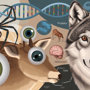 Akių evoliucija: kodėl gyvūnai turi skirtingų tipų akis