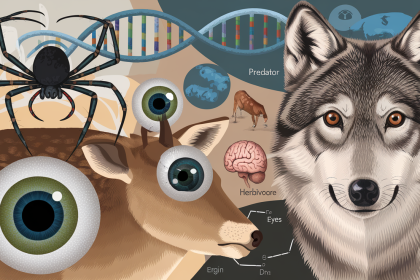 Akių evoliucija: kodėl gyvūnai turi skirtingų tipų akis