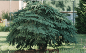 Serbų eglė - puikus tujų pakaitalas žaliai tvorai