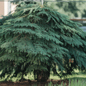 Serbų eglė - puikus tujų pakaitalas žaliai tvorai