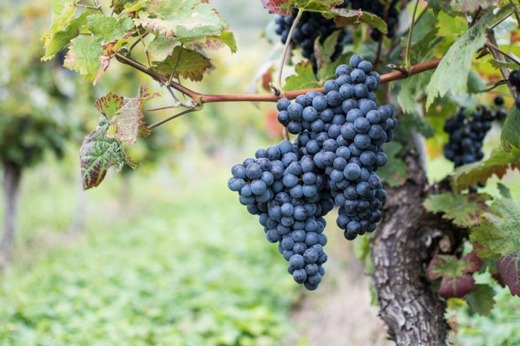 Atspėkite, kurios vynuogės vis dėlto geriausios? 10 priežasčių, kodėl valgyti būtent šias. Raudonos vynuogės - kova su uždegimais