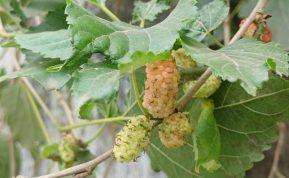 Baltojo šilkmedžio arbata, kuri mažina norą saldumynams: kodėl šis gėrimas vis labiau domina lieknėjančius