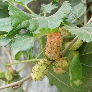 Baltojo šilkmedžio arbata, kuri mažina norą saldumynams: kodėl šis gėrimas vis labiau domina lieknėjančius