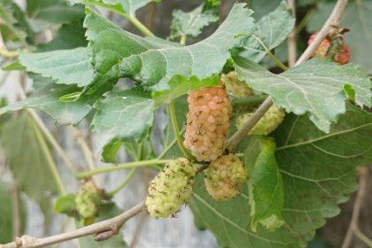 Baltojo šilkmedžio arbata, kuri mažina norą saldumynams: kodėl šis gėrimas vis labiau domina lieknėjančius