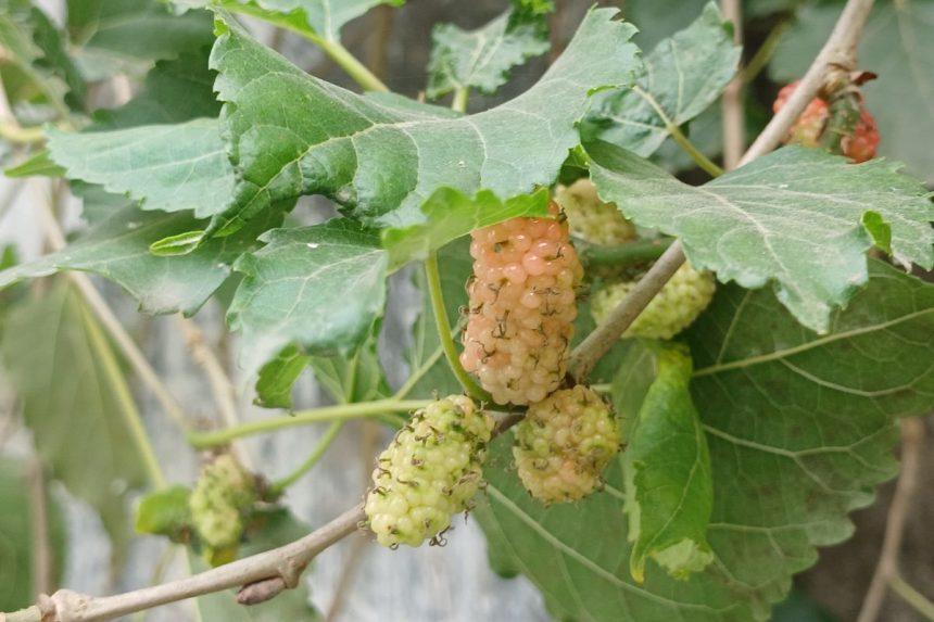 Baltojo šilkmedžio arbata, kuri mažina norą saldumynams: kodėl šis gėrimas vis labiau domina lieknėjančius