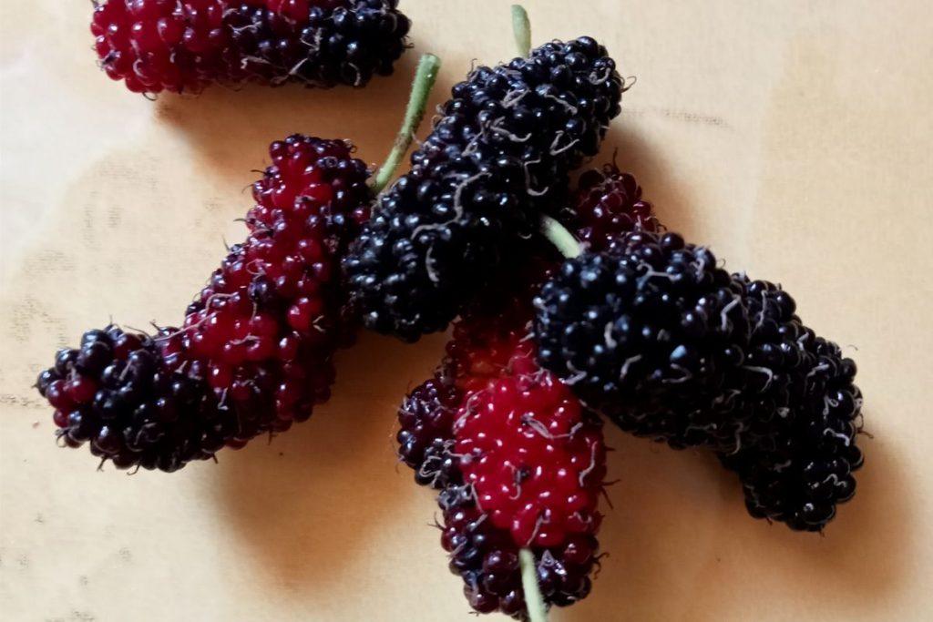 Baltojo šilkmedžio nauda organizmui nuo seno vertinama Rytuose