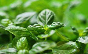 Bazilikų arbatos privalumai ir kas turėtų ją gerti