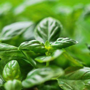 Bazilikų arbatos privalumai ir kas turėtų ją gerti