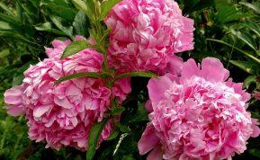 Ką daryti su bijūnais žiemą, kad neprarastumėte žydėjimo