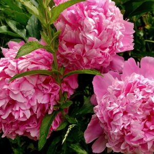 Ką daryti su bijūnais žiemą, kad neprarastumėte žydėjimo