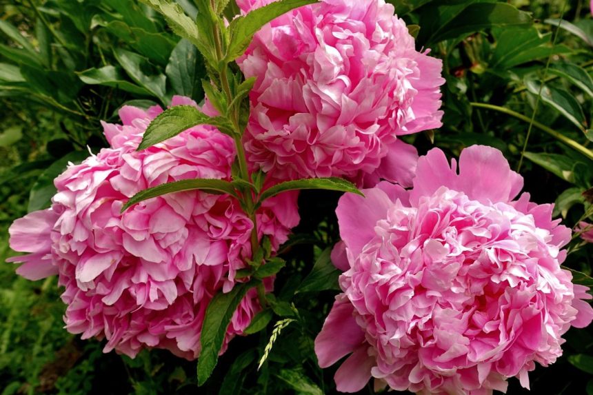 Ką daryti su bijūnais žiemą, kad neprarastumėte žydėjimo