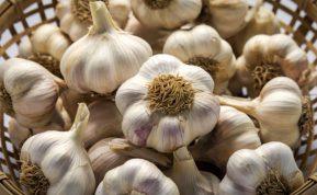 Česnakai neišdžiūsta ir neleidžia daigų: 2 žingsnių metodas, kuris veikia iki pavasario