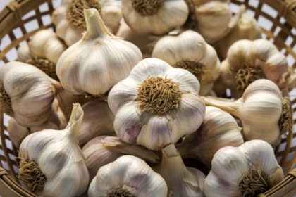 Česnakai neišdžiūsta ir neleidžia daigų: 2 žingsnių metodas, kuris veikia iki pavasario