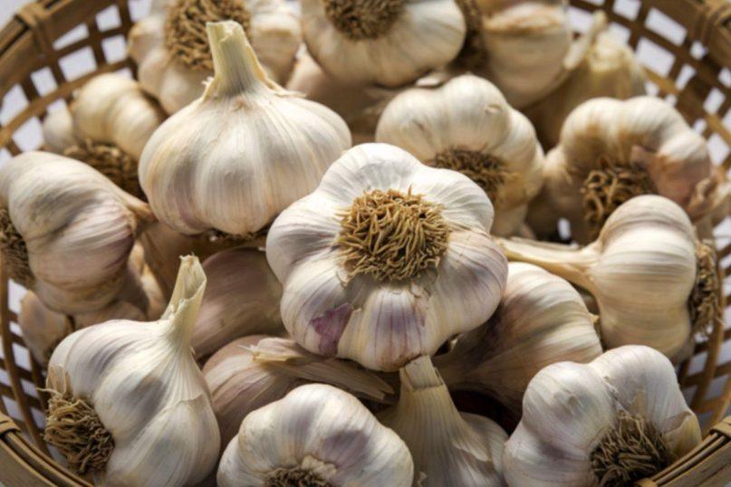 Česnakai neišdžiūsta ir neleidžia daigų: 2 žingsnių metodas, kuris veikia iki pavasario