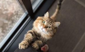 Katė prašo maisto naktį ir neleidžia miegoti? Veterinarės patarimai, kurie pakeičia šį įprotį