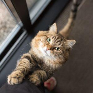 Katė prašo maisto naktį ir neleidžia miegoti? Veterinarės patarimai, kurie pakeičia šį įprotį