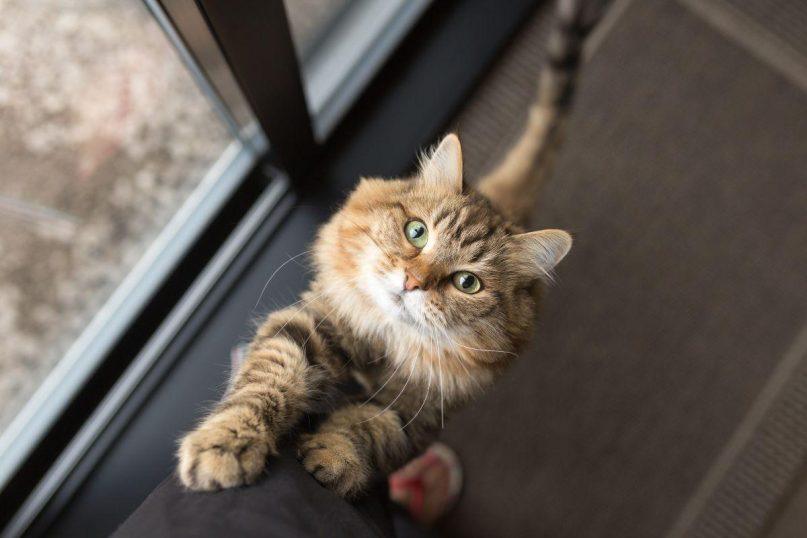 Katė prašo maisto naktį ir neleidžia miegoti? Veterinarės patarimai, kurie pakeičia šį įprotį