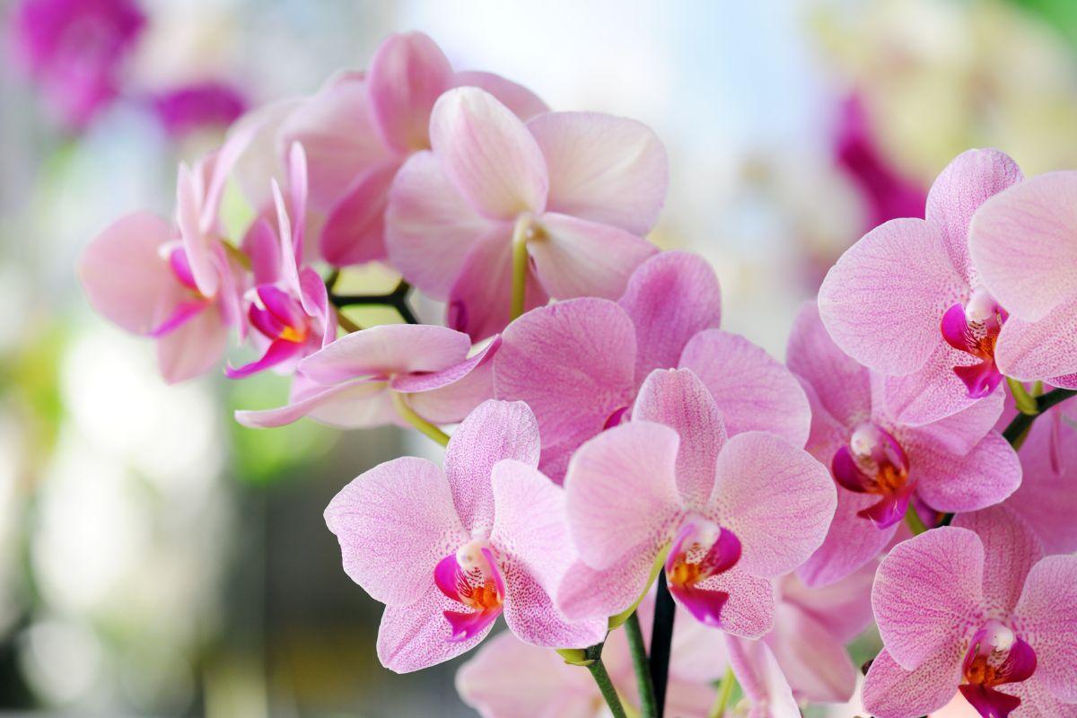 Testas: pasirinkite orchidėją ir sužinokite, kas yra jūsų tikroji laimė