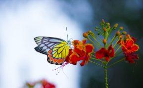 Testas: išsirinkite drugelį ir sužinokite šį tą apie save