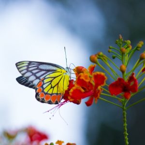 Testas: išsirinkite drugelį ir sužinokite šį tą apie save