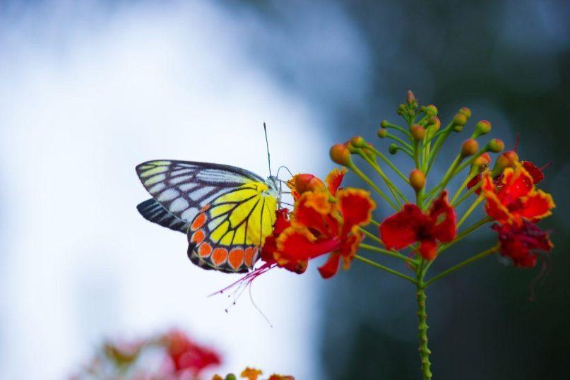 Testas: išsirinkite drugelį ir sužinokite šį tą apie save