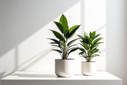 Tereikia tik vieno valgomojo šaukšto šių trąšų ir visi jūsų kambariniai augalai žydės!