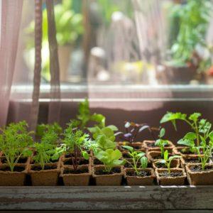 Daržas ant palangės: ką galite auginti savo namuose?