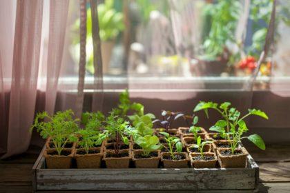 Daržas ant palangės: ką galite auginti savo namuose?