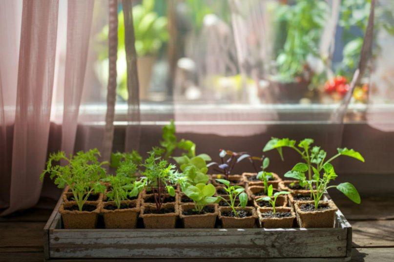 Daržas ant palangės: ką galite auginti savo namuose?