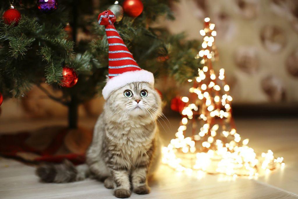 Dekoracijos, blizgantys elementai ir žaislai gali kenkti augintiniams