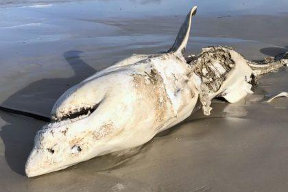 Didžiausi jūrų plėšrūnai buvo išgąsdinti orkų: netikėtas mokslininkų pastebėjimas verčia permąstyti hierarchiją