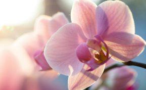 Gėlininkės patarimas auginantiems orchidėjas: labai greitai sulauksite šio augalo žiedų!