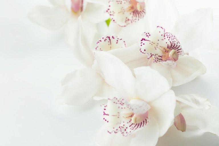 Gėlininkės patarimas auginantiems orchidėjas: labai greitai sulauksite šio augalo žiedų! Kaip priversri orchidėjas žydėti