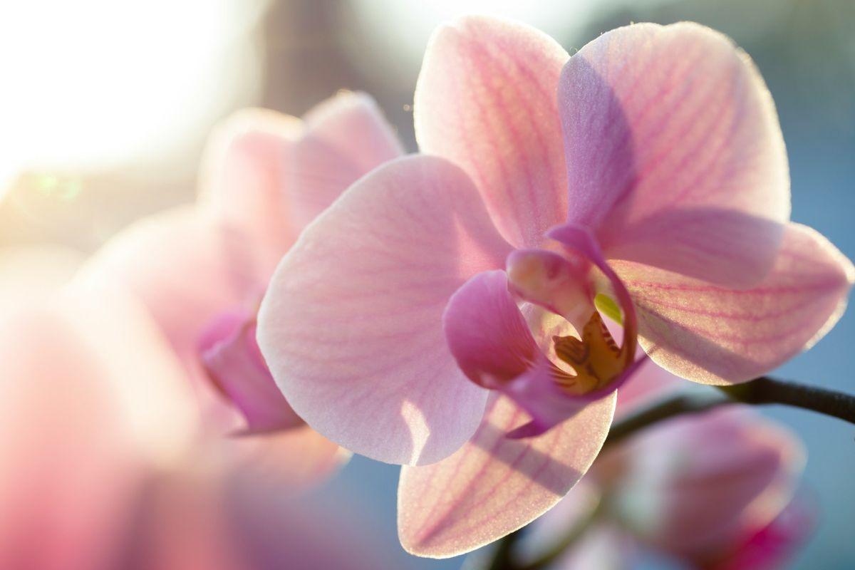 Gėlininkės patarimas auginantiems orchidėjas: labai greitai sulauksite šio augalo žiedų!