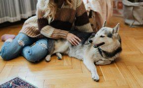 Gera naminių gyvūnėlių energija: kaip katės ir šunys saugo namus nuo bėdų?